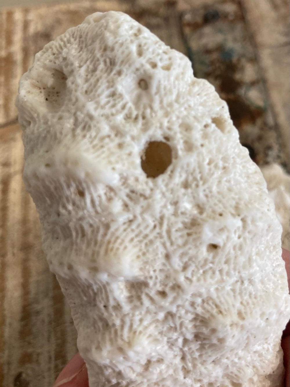 Fossilized Coral Collection 12 Pieces Instant Rock Collection - Picture 11 of 16